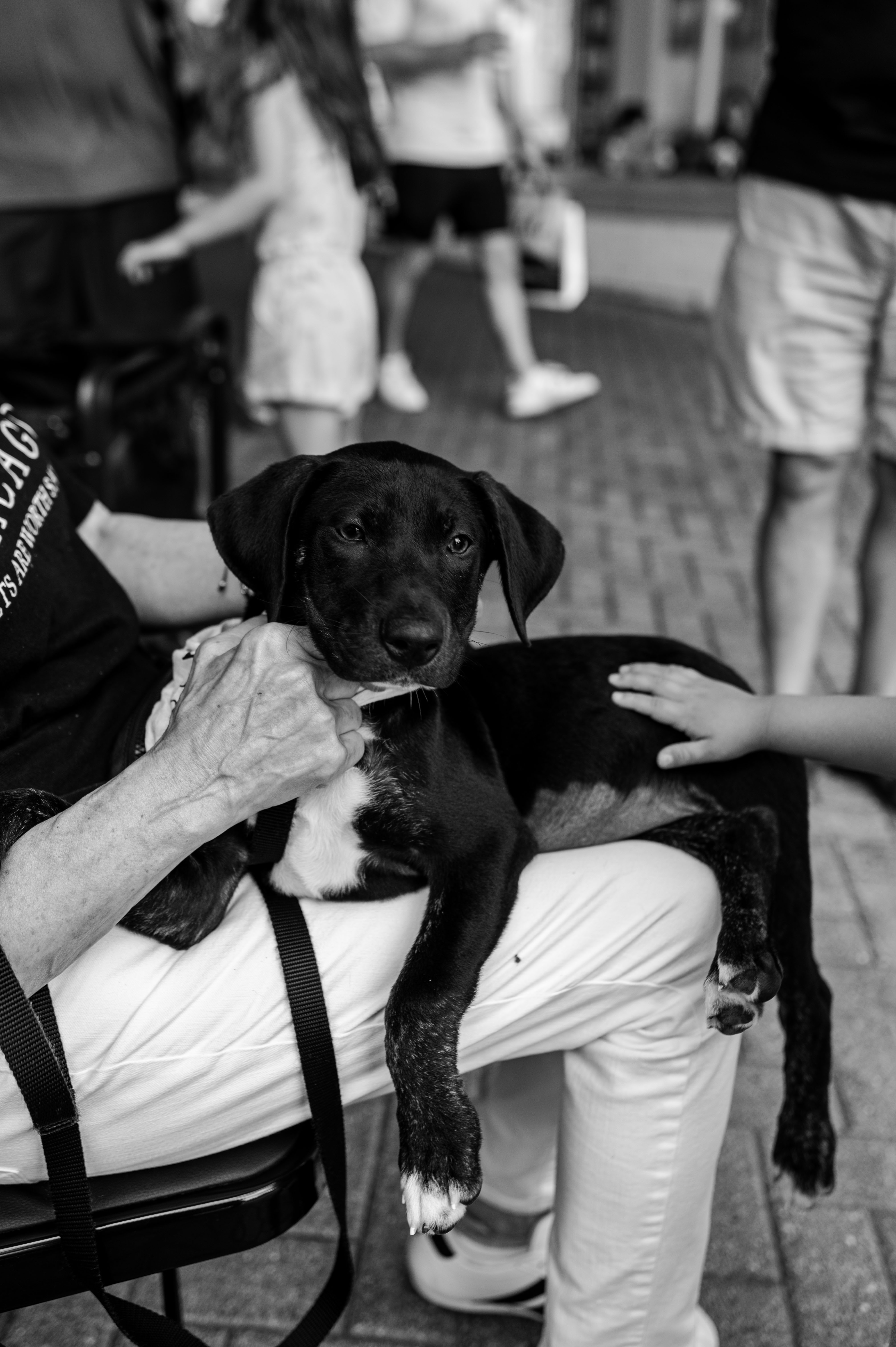 PAWS Chicago adoption event at Westfield Old Orchard