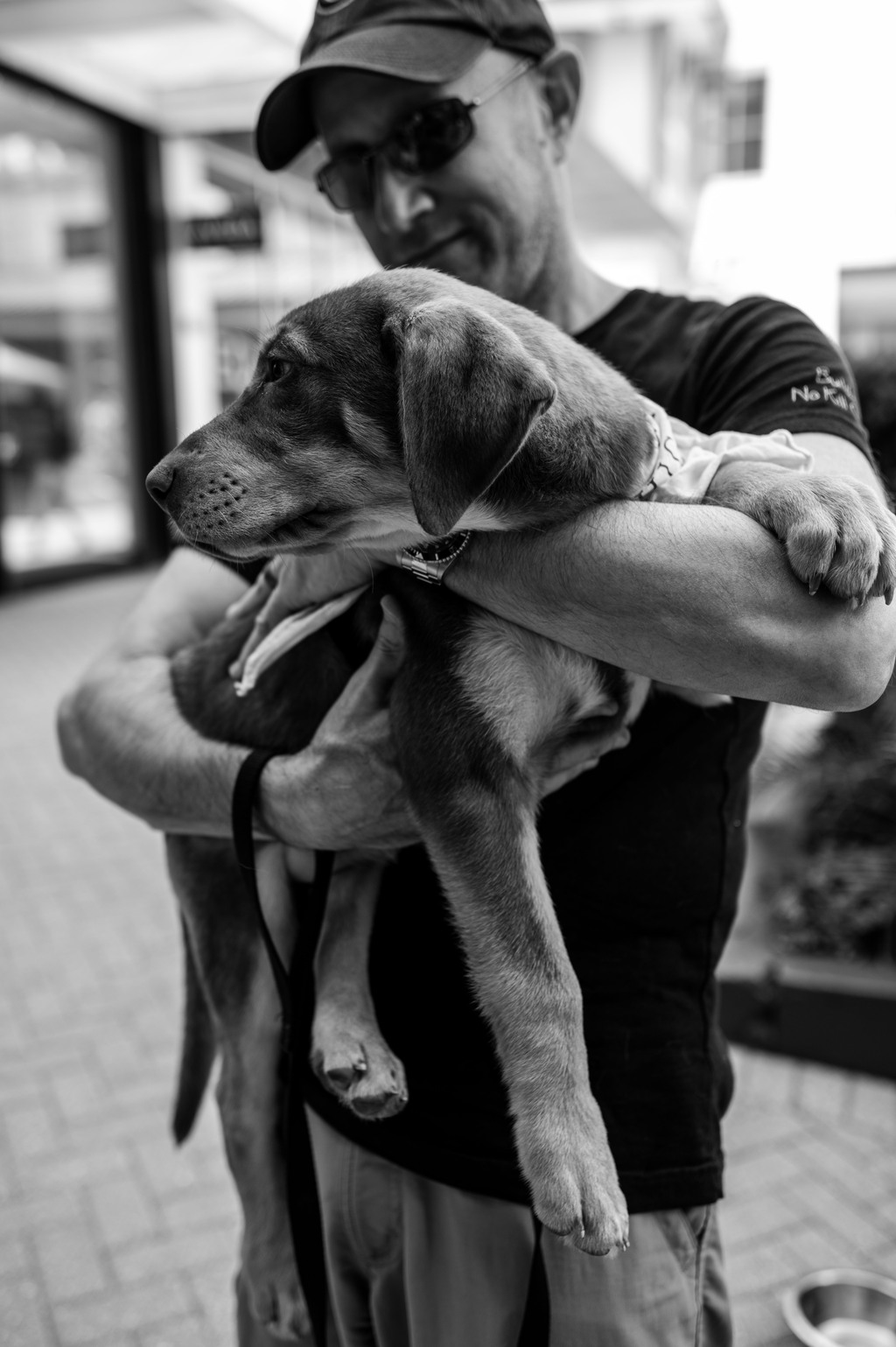 Adoptable dog at PAWS Chicago Westfield Old Orchard event