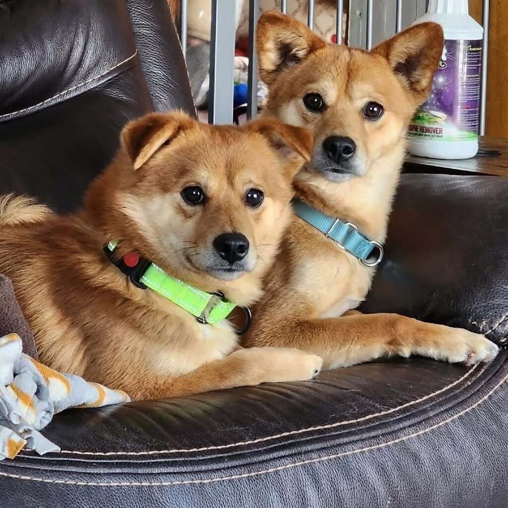 Midwest Shiba Inue Rescue